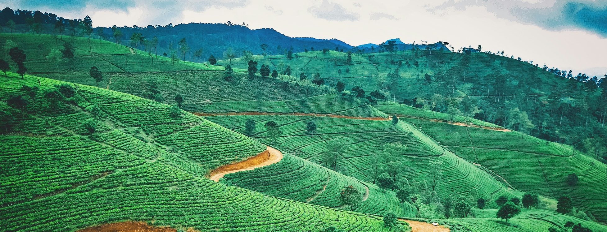Revelion Sri Lanka – Circuit, Safari și Sejur All Inclusive