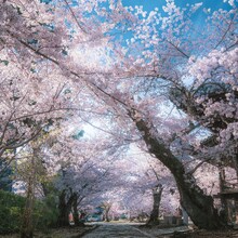 Japonia – Experiențe Premium - Sakura