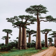 MADAGASCAR – Nordul Insulei Roșii & Nosy Be - Țărâmul culturii malgase și al peisajelor sălbatice