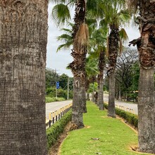 Tenerife sezon vara 2026 - Insula Tenerife 2026
