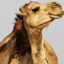 Marele Tur al Tunisiei 2027 – Circuit cu Sahara, Kairouan și Tozeur - Tozeur – Oaza spectaculoasă din sudul Tunisiei