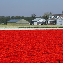 Amsterdam și Festivalul Lalelelor 2027 – Keukenhof - Câmpuri spectaculoase de lalele roșii în Olanda