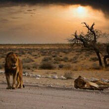 Namibia, o altă expresie a Africii - Triburi ancestrale, deșert și viață sălbatică