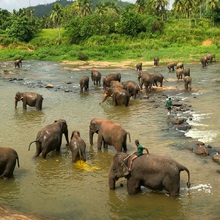 Revelion Sri Lanka – Circuit, Safari și Sejur All Inclusive - Elefanți în habitatul tropical din Sri Lanka