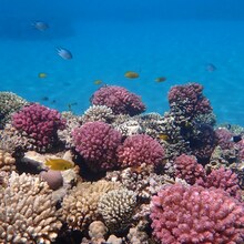 Vacanță în Egipt la hoteluri cu aquapark - Vacanțe la Marea Roșie în Hurghada