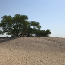 Ofertă nouă: vacanțe în Bahrain – Hoteluri 4* și 5* cu All Inclusive și Mic Dejun - Copacul Vieții - Jebel Dukhan, Bahrain