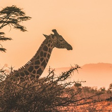Vacante exotice iarna 2026-2027 | Destinațiile perfecte de vacanța chiar și iarna - Kenya Safari – girafă în savană