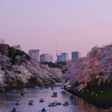 Circuit - Descoperă Magia Cireșilor în Floare în Japonia și Coreea de Sud - oferte speciale vacante si concedii externe circuite culturale primavara 2026 Japonia si Coreea de Sud - Tokyo