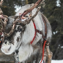 Laponia 2026 – Rovaniemi și Satul lui Moș Crăciun - Plimbare cu sania trasă de reni în Laponia