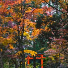 Aventură Asiatică: Croazieră de Grup Japonia și Coreea de Sud - Croazieră de Orientul îndepărtat