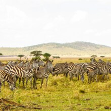 Zanzibar cu zbor direct din București – Plecări săptămânale până în martie 2027 - Zanzibar cu zbor charter