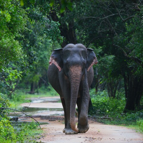 Vacanță exotică în Sri Lanka