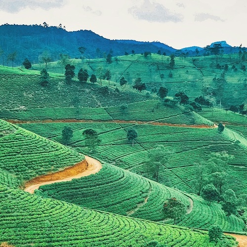 Revelion Sri Lanka – Circuit, Safari și Sejur All Inclusive
