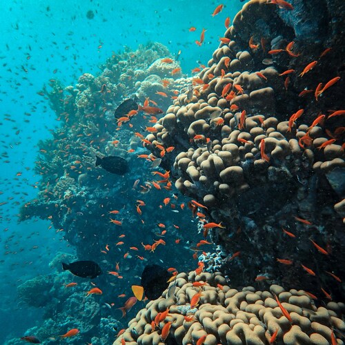 LAST MINUTE - Sharm El Sheikh